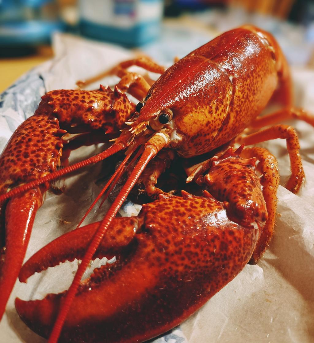 lobster graphic