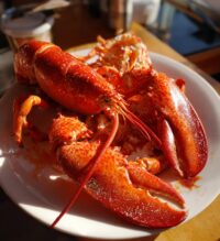 lobster photo
